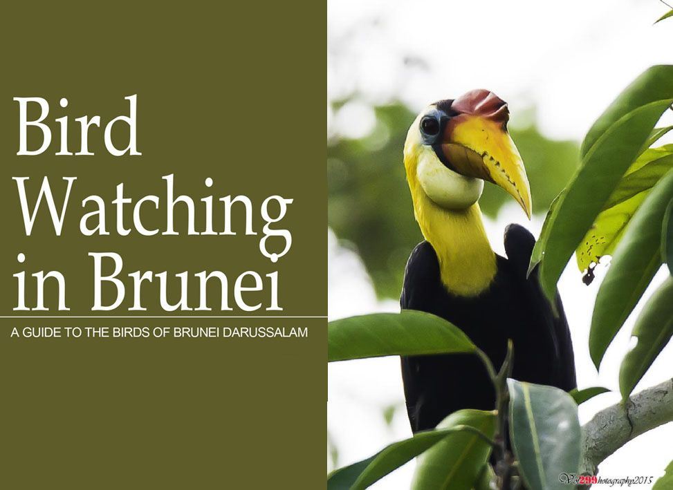 Bird watching in Brunei